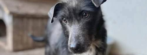 Ebrendészet és Gyepmersteri Telep Balatonfüred