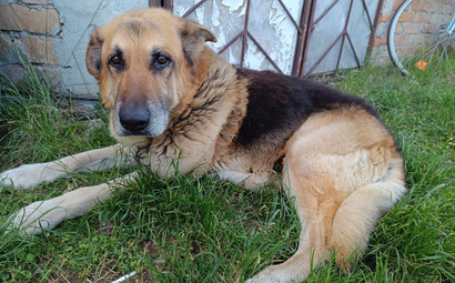 Ebrendészet és Gyepmersteri Telep Balatonfüred