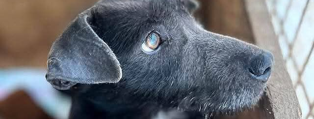 Ebrendészet és Gyepmersteri Telep Balatonfüred