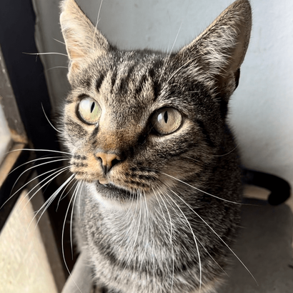 Ebrendészet és Gyepmersteri Telep Balatonfüred