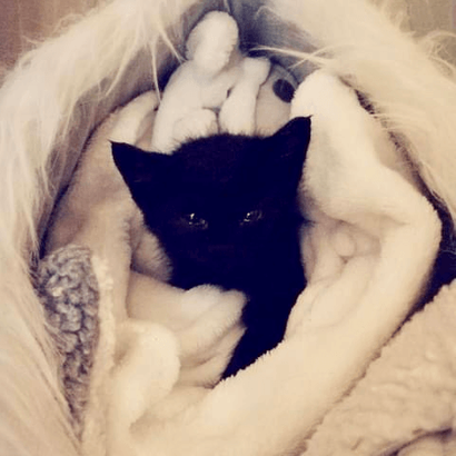 Ebrendészet és Gyepmersteri Telep Balatonfüred