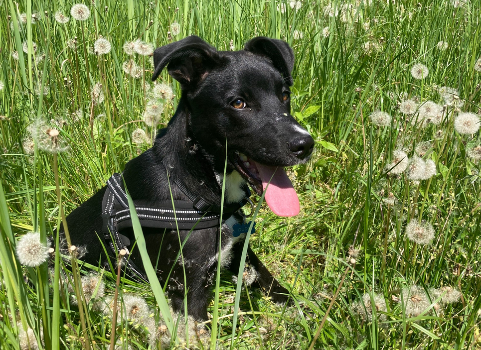 Ebrendészet és Gyepmersteri Telep Balatonfüred