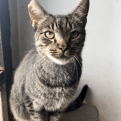 Ebrendészet és Gyepmersteri Telep Balatonfüred