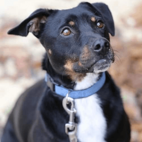 Ebrendészet és Gyepmersteri Telep Balatonfüred