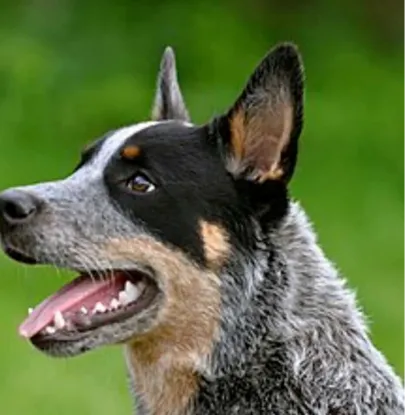 Ebrendészet és Gyepmersteri Telep Balatonfüred