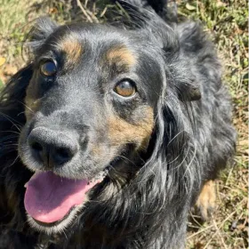 Ebrendészet és Gyepmersteri Telep Balatonfüred
