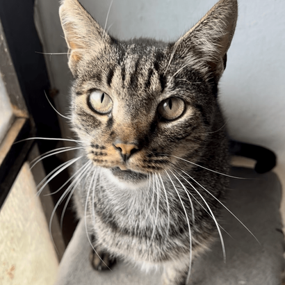 Ebrendészet és Gyepmersteri Telep Balatonfüred