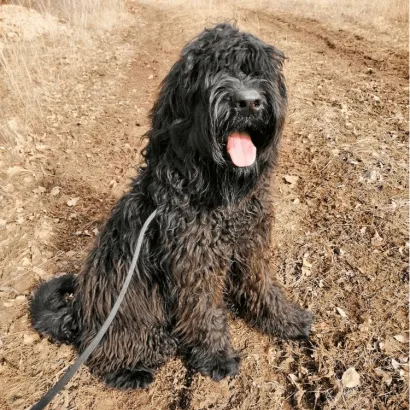 Ebrendészet és Gyepmersteri Telep Balatonfüred