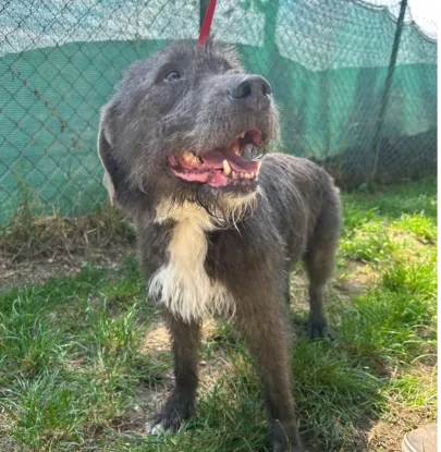 Ebrendészet és Gyepmersteri Telep Balatonfüred