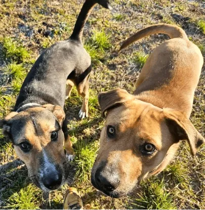 Ebrendészet és Gyepmersteri Telep Balatonfüred