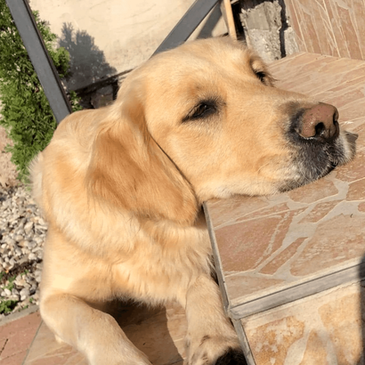 Ebrendészet és Gyepmersteri Telep Balatonfüred