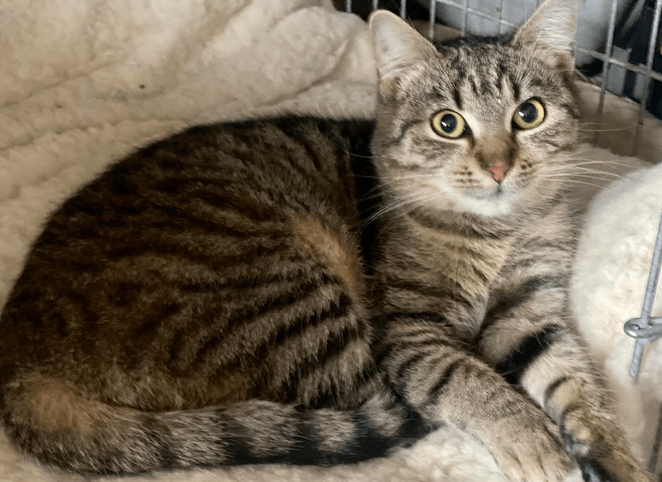 Ebrendészet és Gyepmersteri Telep Balatonfüred