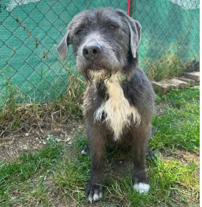 Ebrendészet és Gyepmersteri Telep Balatonfüred