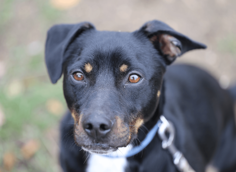 Ebrendészet és Gyepmersteri Telep Balatonfüred