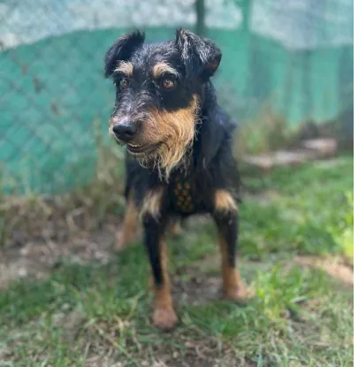 Ebrendészet és Gyepmersteri Telep Balatonfüred