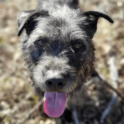 Ebrendészet és Gyepmersteri Telep Balatonfüred
