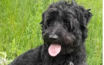 Ebrendészet és Gyepmersteri Telep Balatonfüred