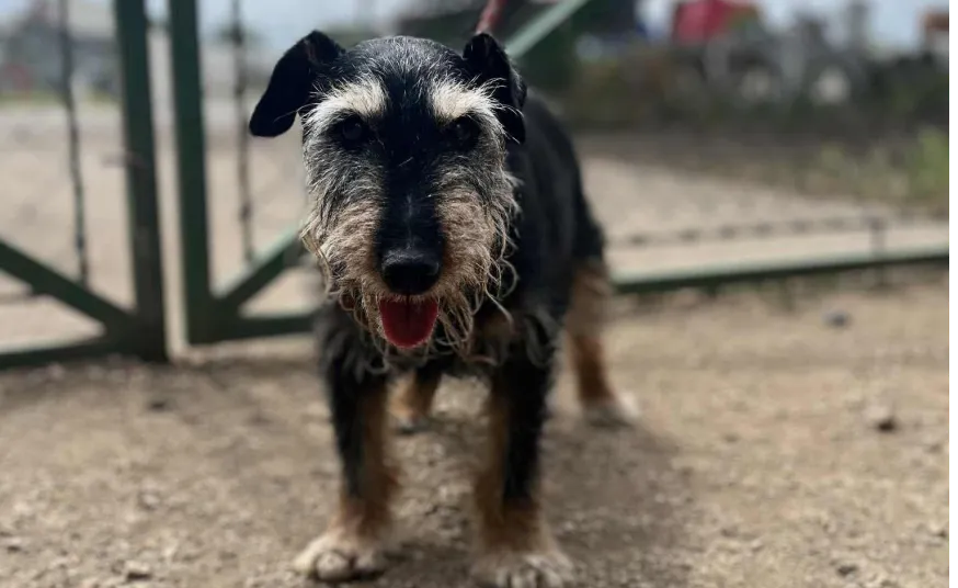 Ebrendészet és Gyepmersteri Telep Balatonfüred