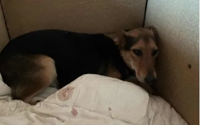 Ebrendészet és Gyepmersteri Telep Balatonfüred