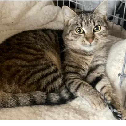 Ebrendészet és Gyepmersteri Telep Balatonfüred