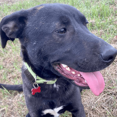 Ebrendészet és Gyepmersteri Telep Balatonfüred