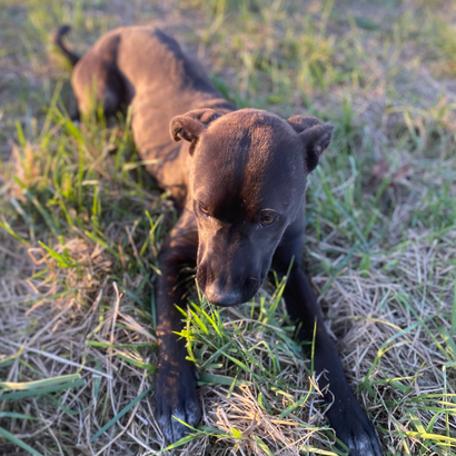 Ebrendészet és Gyepmersteri Telep Balatonfüred