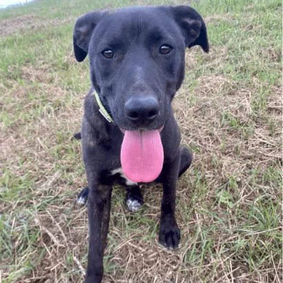 Ebrendészet és Gyepmersteri Telep Balatonfüred