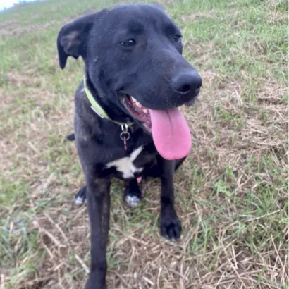 Ebrendészet és Gyepmersteri Telep Balatonfüred