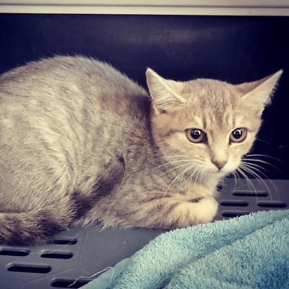 Ebrendészet és Gyepmersteri Telep Balatonfüred