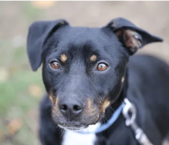 Ebrendészet és Gyepmersteri Telep Balatonfüred