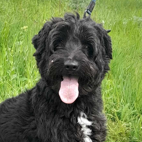 Ebrendészet és Gyepmersteri Telep Balatonfüred