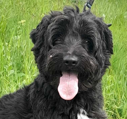 Ebrendészet és Gyepmersteri Telep Balatonfüred