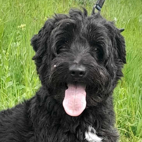 Ebrendészet és Gyepmersteri Telep Balatonfüred