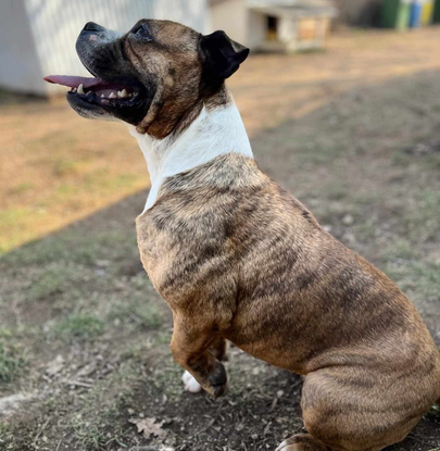 Ebrendészet és Gyepmersteri Telep Balatonfüred