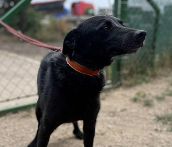 Ebrendészet és Gyepmersteri Telep Balatonfüred