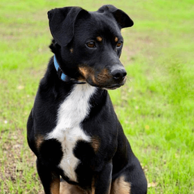 Ebrendészet és Gyepmersteri Telep Balatonfüred
