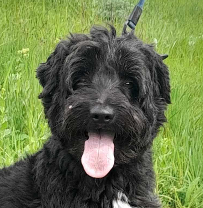 Ebrendészet és Gyepmersteri Telep Balatonfüred