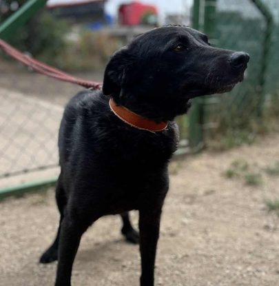 Ebrendészet és Gyepmersteri Telep Balatonfüred