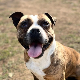 Ebrendészet és Gyepmersteri Telep Balatonfüred