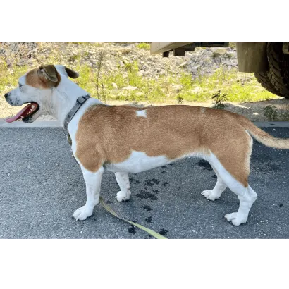 Ebrendészet és Gyepmersteri Telep Balatonfüred