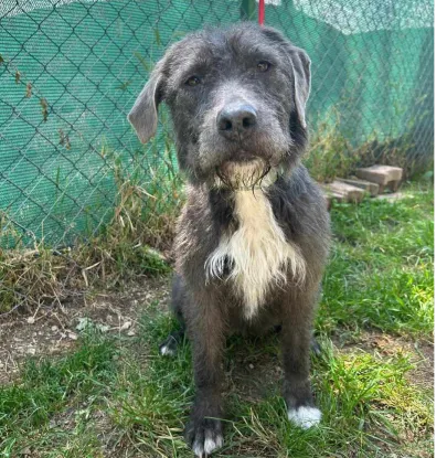 Ebrendészet és Gyepmersteri Telep Balatonfüred