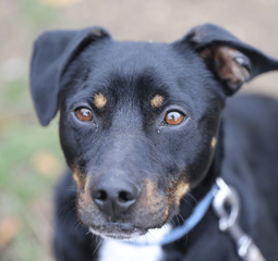 Ebrendészet és Gyepmersteri Telep Balatonfüred