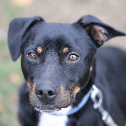 Ebrendészet és Gyepmersteri Telep Balatonfüred
