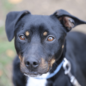 Ebrendészet és Gyepmersteri Telep Balatonfüred