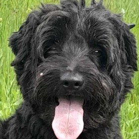 Ebrendészet és Gyepmersteri Telep Balatonfüred