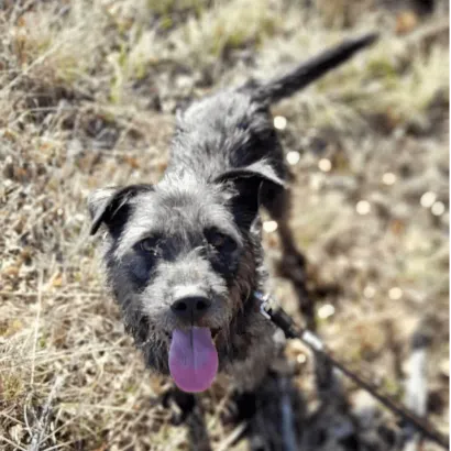 Ebrendészet és Gyepmersteri Telep Balatonfüred