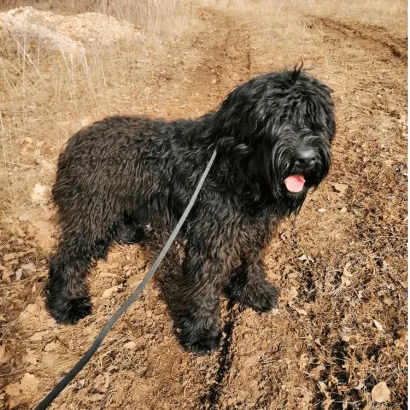 Ebrendészet és Gyepmersteri Telep Balatonfüred