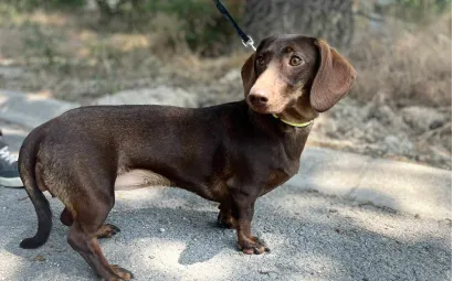 Ebrendészet és Gyepmersteri Telep Balatonfüred