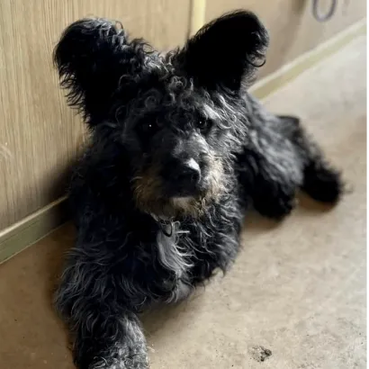 Ebrendészet és Gyepmersteri Telep Balatonfüred