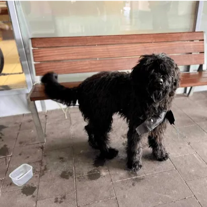 Ebrendészet és Gyepmersteri Telep Balatonfüred